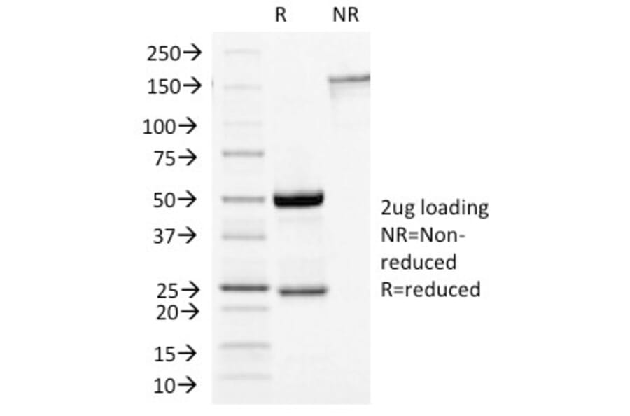 SDS-PAGE - Anti-Growth Hormone Antibody [GH/1450] - BSA and Azide free (A251896) - Antibodies.com