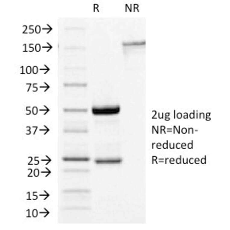 SDS-PAGE - Anti-Growth Hormone Antibody [GH/1450] - BSA and Azide free (A251896) - Antibodies.com