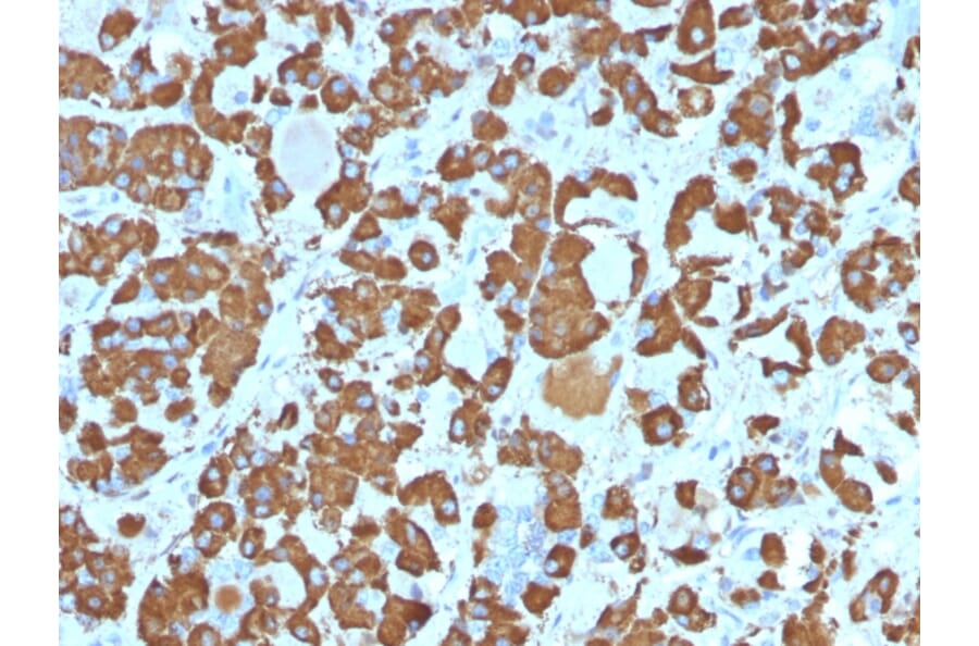 Immunohistochemistry - Anti-Growth Hormone Antibody [SPM106] - BSA and Azide free (A251896) - Antibodies.com