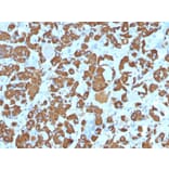 Immunohistochemistry - Anti-Growth Hormone Antibody [SPM106] - BSA and Azide free (A251896) - Antibodies.com