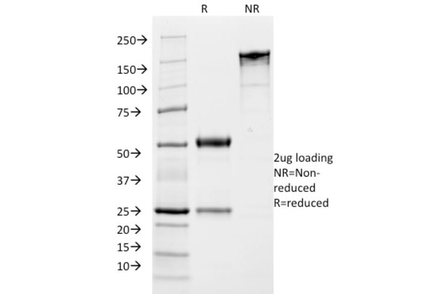 SDS-PAGE - Anti-Growth Hormone Antibody [SPM106] - BSA and Azide free (A251897) - Antibodies.com