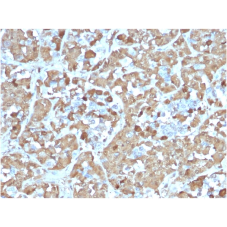 Immunohistochemistry - Anti-Growth Hormone Antibody [rGH/1450] - BSA and Azide free (A251897) - Antibodies.com