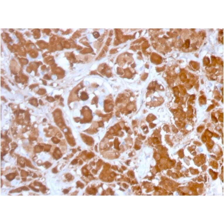 Immunohistochemistry - Anti-Growth Hormone Antibody [GH/3155] - BSA and Azide free (A251899) - Antibodies.com