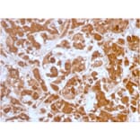 Immunohistochemistry - Anti-Growth Hormone Antibody [GH/3155] - BSA and Azide free (A251899) - Antibodies.com