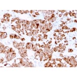 Immunohistochemistry - Anti-Growth Hormone Antibody [GH/3155] - BSA and Azide free (A251899) - Antibodies.com