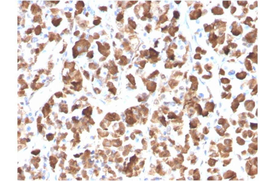 Immunohistochemistry - Anti-Growth Hormone Antibody [GH/3155] - BSA and Azide free (A251899) - Antibodies.com