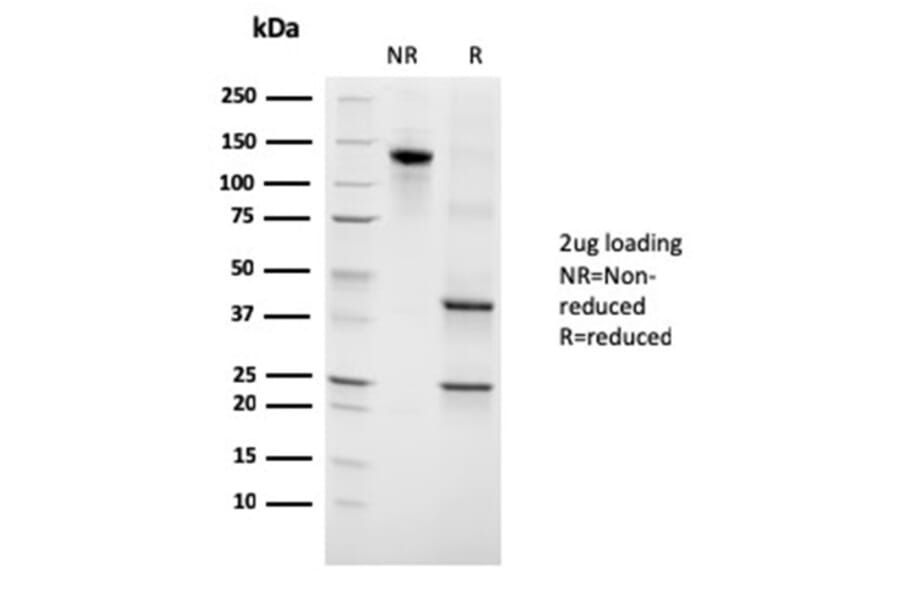SDS-PAGE - Anti-Growth Hormone Antibody [GH/3155] - BSA and Azide free (A251899) - Antibodies.com