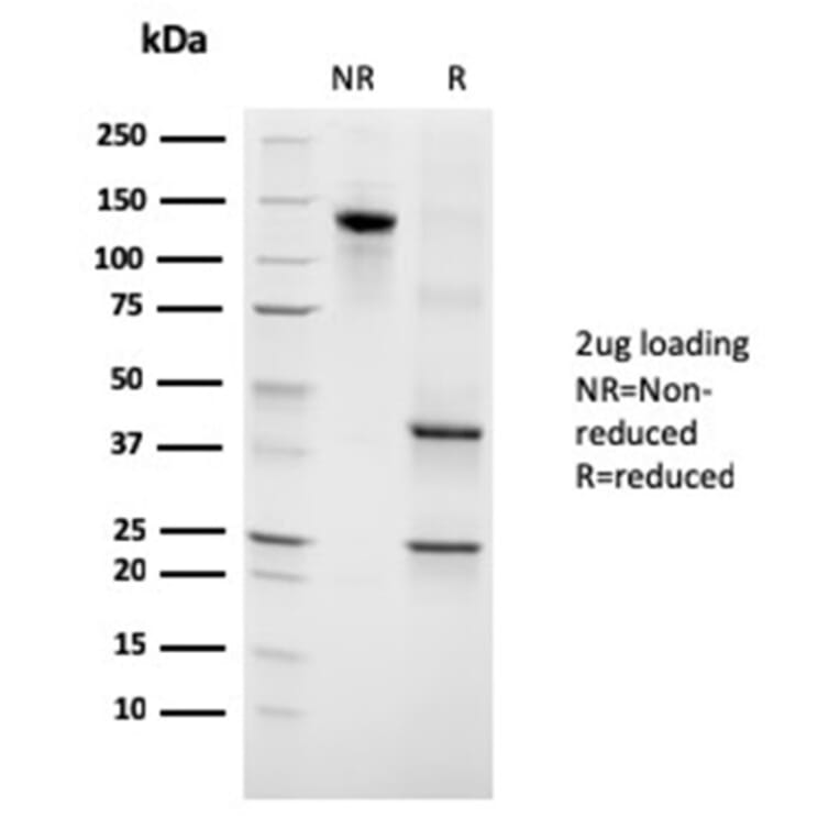 SDS-PAGE - Anti-Growth Hormone Antibody [GH/3155] - BSA and Azide free (A251899) - Antibodies.com