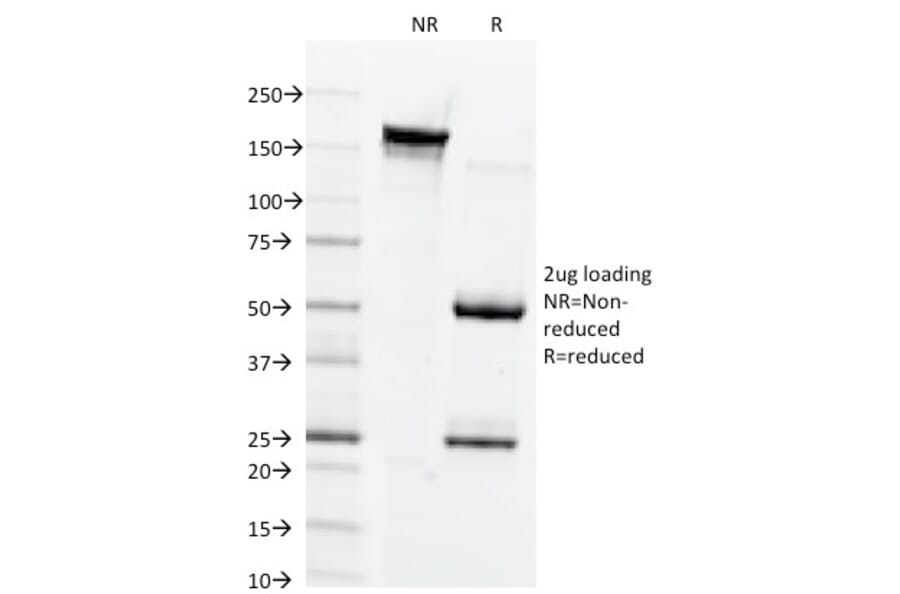 SDS-PAGE - Anti-Connexin 32 Antibody [M12.13] - BSA and Azide free (A251899) - Antibodies.com