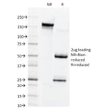 SDS-PAGE - Anti-Connexin 32 Antibody [M12.13] - BSA and Azide free (A251899) - Antibodies.com