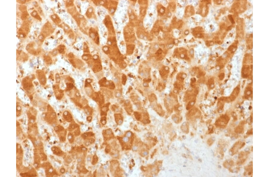 Immunohistochemistry - Anti-Connexin 32 Antibody [GJB1/1753] - BSA and Azide free (A251900) - Antibodies.com