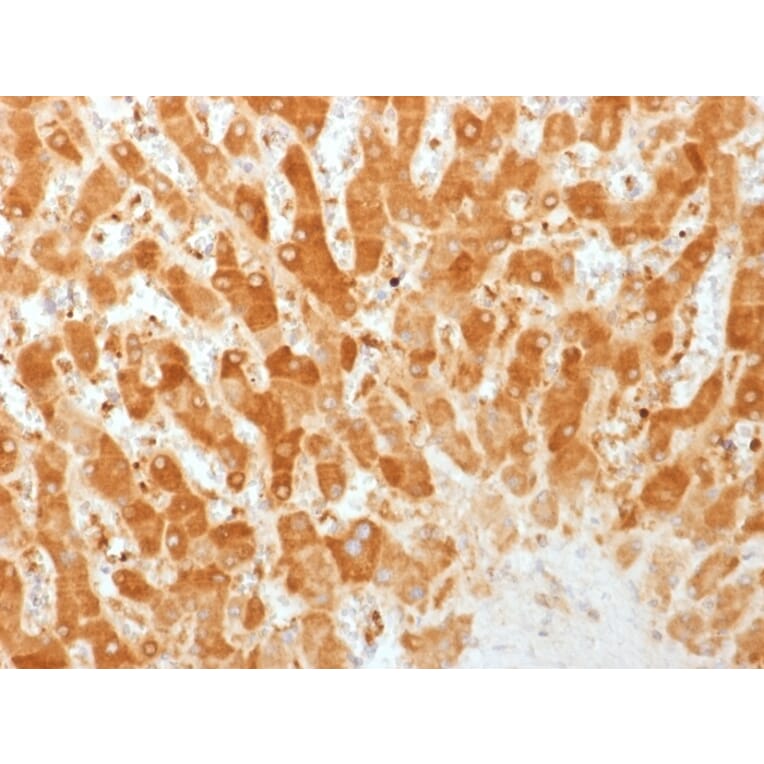 Immunohistochemistry - Anti-Connexin 32 Antibody [GJB1/1753] - BSA and Azide free (A251900) - Antibodies.com