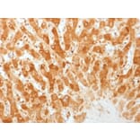 Immunohistochemistry - Anti-Connexin 32 Antibody [GJB1/1753] - BSA and Azide free (A251900) - Antibodies.com