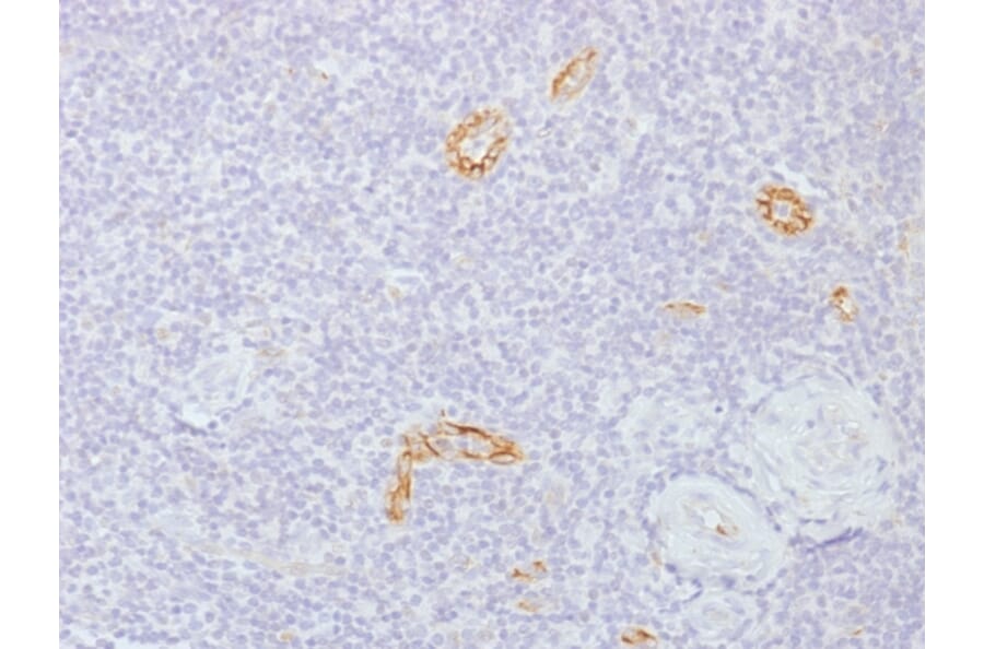 Immunohistochemistry - Anti-Connexin 32 Antibody [GJB1/1753] - BSA and Azide free (A251901) - Antibodies.com
