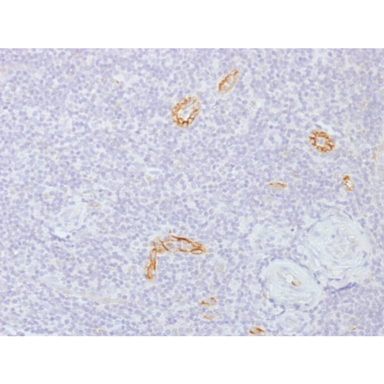 Immunohistochemistry - Anti-Connexin 32 Antibody [GJB1/1753] - BSA and Azide free (A251901) - Antibodies.com