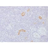 Immunohistochemistry - Anti-Connexin 32 Antibody [GJB1/1753] - BSA and Azide free (A251901) - Antibodies.com