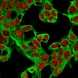 Immunofluorescence - Anti-Glypican 3 Antibody [1G12] - BSA and Azide free (A251909) - Antibodies.com