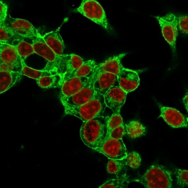 Immunofluorescence - Anti-Glypican 3 Antibody [SPM595] - BSA and Azide free (A251910) - Antibodies.com