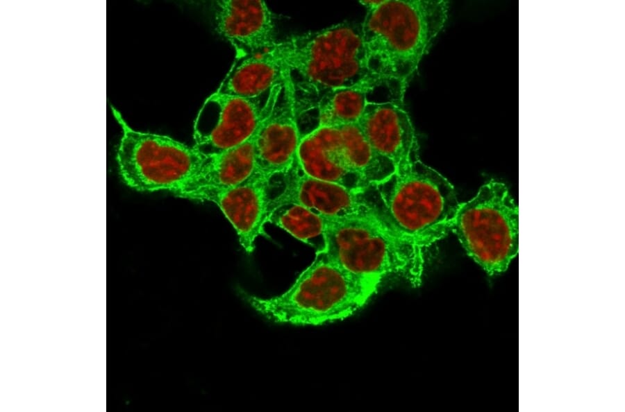 Immunofluorescence - Anti-Glypican 3 Antibody [1G12 + GPC3/863] - BSA and Azide free (A251911) - Antibodies.com