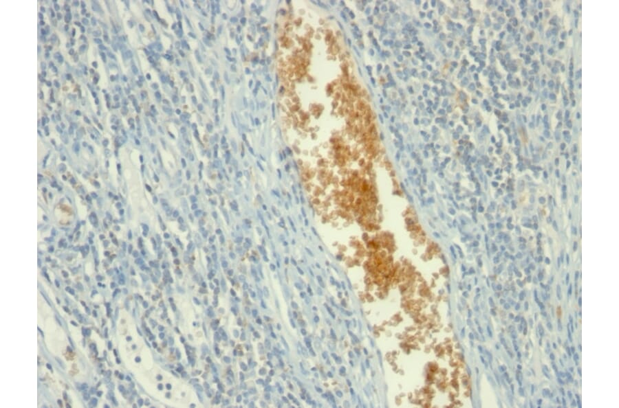 Immunohistochemistry - Anti-AMPD3 Antibody [AMPD3/901] - BSA and Azide free (A251916) - Antibodies.com