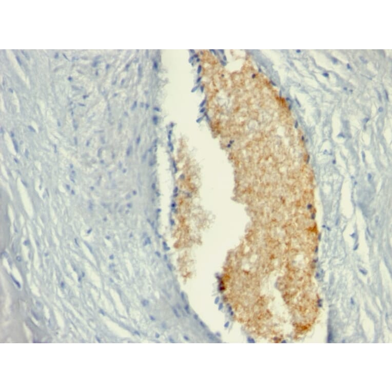 Immunohistochemistry - Anti-AMPD3 Antibody [AMPD3/901] - BSA and Azide free (A251915) - Antibodies.com