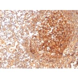 Immunohistochemistry - Anti-GCLM Antibody [CPTC-GCLM-1] - BSA and Azide free (A251917) - Antibodies.com