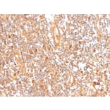 Immunohistochemistry - Anti-GCLM Antibody [CPTC-GCLM-1] - BSA and Azide free (A251916) - Antibodies.com