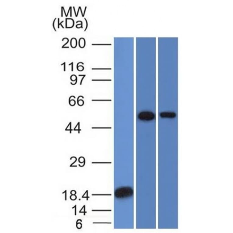Western Blot - Anti-TOX3 Antibody [TOX3/1124] - BSA and Azide free (A251919) - Antibodies.com