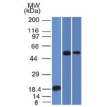 Western Blot - Anti-TOX3 Antibody [TOX3/1124] - BSA and Azide free (A251919) - Antibodies.com