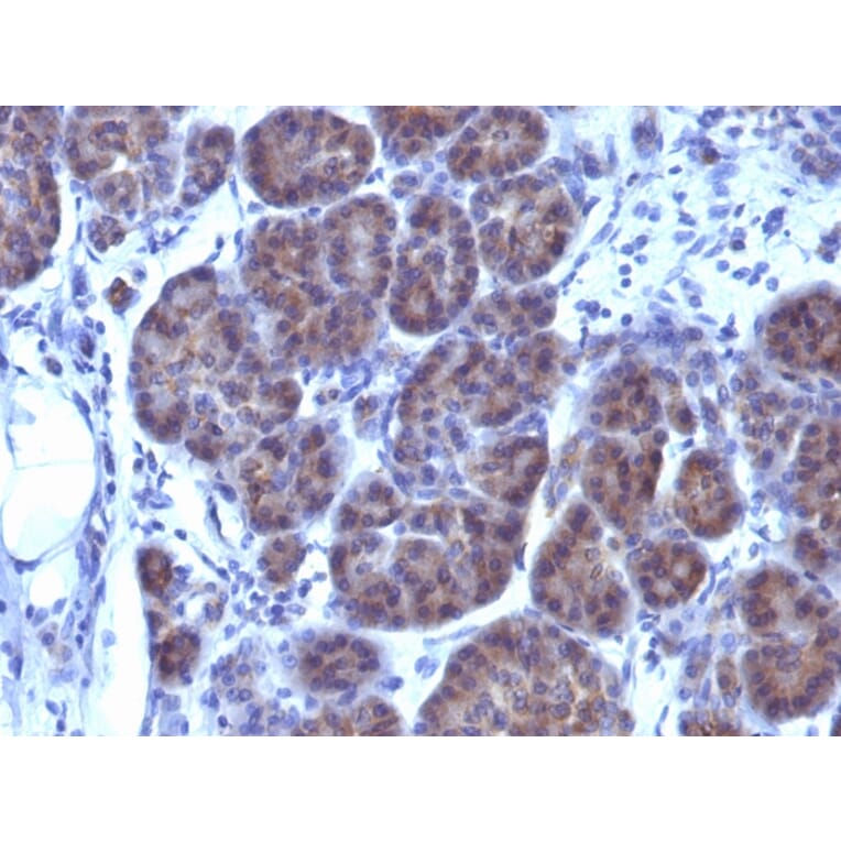 Immunohistochemistry - Anti-GLG1 Antibody [GLG1/970] - BSA and Azide free (A251919) - Antibodies.com