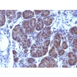 Immunohistochemistry - Anti-GLG1 Antibody [GLG1/970] - BSA and Azide free (A251919) - Antibodies.com