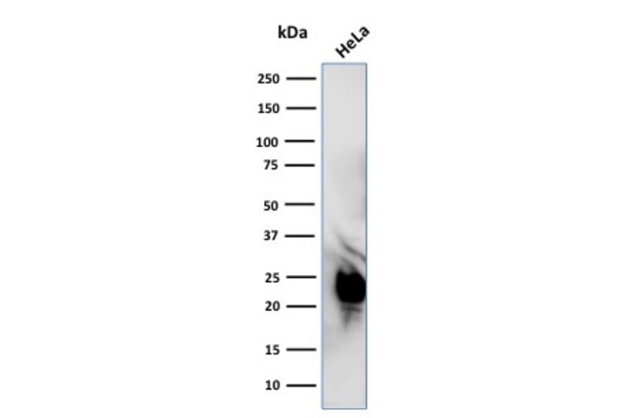 Western Blot - Anti-Glyoxalase 1 Antibody [CPTC-GLO1-1] - BSA and Azide free (A248739) - Antibodies.com