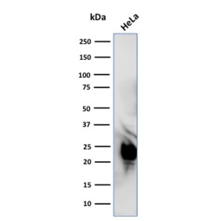 Western Blot - Anti-Glyoxalase 1 Antibody [CPTC-GLO1-1] - BSA and Azide free (A248739) - Antibodies.com