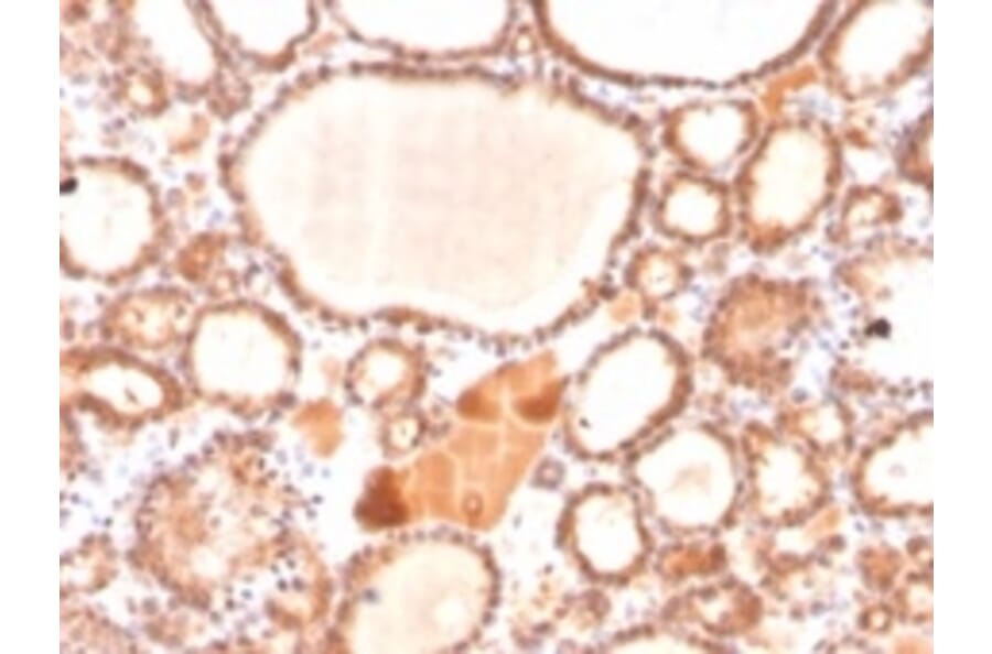 Immunohistochemistry - Anti-Glyoxalase 1 Antibody [CPTC-GLO1-1] - BSA and Azide free (A248739) - Antibodies.com