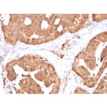 Immunohistochemistry - Anti-Glyoxalase 1 Antibody [CPTC-GLO1-1] - BSA and Azide free (A248739) - Antibodies.com