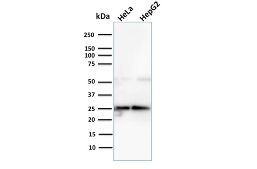 Western Blot - Anti-Glyoxalase 1 Antibody [CPTC-GLO1-3] - BSA and Azide free (A251922) - Antibodies.com