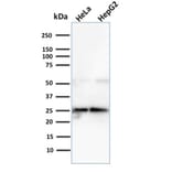 Western Blot - Anti-Glyoxalase 1 Antibody [CPTC-GLO1-3] - BSA and Azide free (A251922) - Antibodies.com