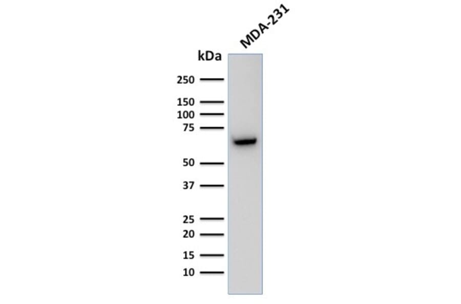 Western Blot - Anti-GnRHR Antibody [F1G4] - BSA and Azide free (A251924) - Antibodies.com