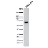 Western Blot - Anti-GnRHR Antibody [F1G4] - BSA and Azide free (A251924) - Antibodies.com