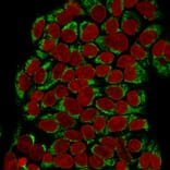 Immunofluorescence - Anti-GnRHR Antibody [F1G4] - BSA and Azide free (A251923) - Antibodies.com