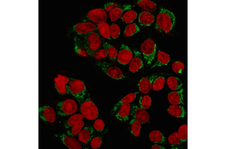 Immunofluorescence - Anti-GnRHR Antibody [GNRHR/768] - BSA and Azide free (A251924) - Antibodies.com