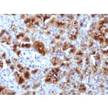 Immunohistochemistry - Anti-Glycoprotein 2 Antibody [GP2/1712] - BSA and Azide free (A251929) - Antibodies.com