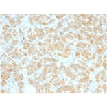 Immunohistochemistry - Anti-Glycoprotein 2 Antibody [GP2/2569R] - BSA and Azide free (A251929) - Antibodies.com