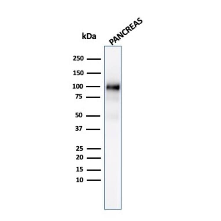 Western Blot - Anti-Glycoprotein 2 Antibody [GP2/3134R] - BSA and Azide free (A251932) - Antibodies.com