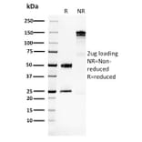 SDS-PAGE - Anti-Glucose 6 Phosphate Isomerase Antibody [CPTC-GPI-1] - BSA and Azide free (A251933) - Antibodies.com