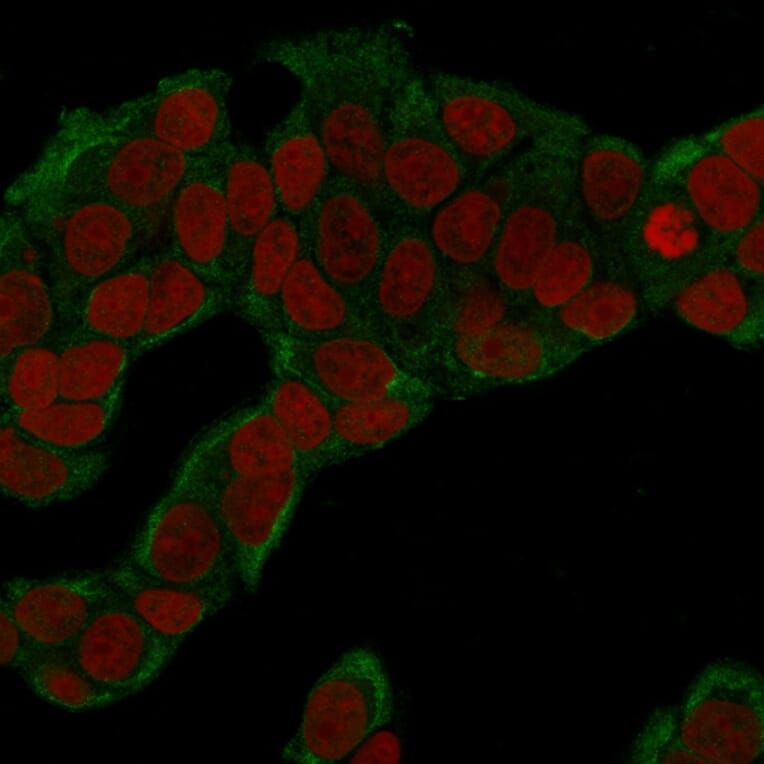 Immunofluorescence - Anti-Glucose 6 Phosphate Isomerase Antibody [CPTC-GPI-1] - BSA and Azide free (A251933) - Antibodies.com