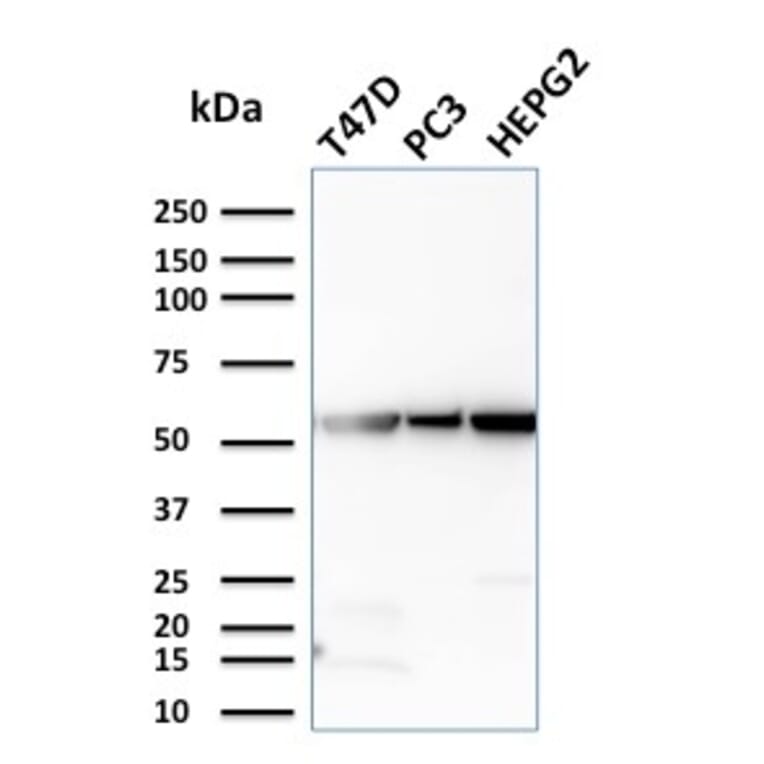 Western Blot - Anti-Glucose 6 Phosphate Isomerase Antibody [CPTC-GPI-1] - BSA and Azide free (A251933) - Antibodies.com