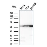 Western Blot - Anti-Glucose 6 Phosphate Isomerase Antibody [CPTC-GPI-1] - BSA and Azide free (A251933) - Antibodies.com