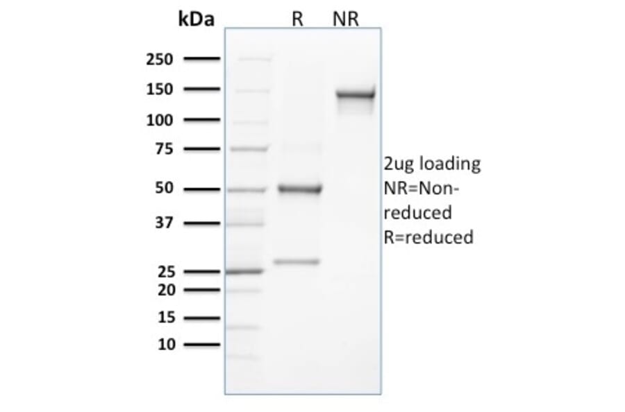 SDS-PAGE - Anti-CLEC9A Antibody [8F9] - BSA and Azide free (A251933) - Antibodies.com