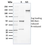 SDS-PAGE - Anti-CLEC9A Antibody [8F9] - BSA and Azide free (A251933) - Antibodies.com